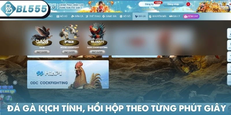 Đá gà kịch tính, hồi hộp theo từng phút giây